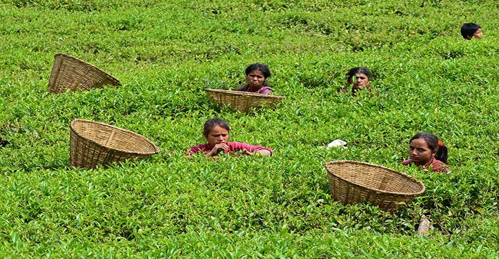 नेपाली चियालाई भारतले लगायो रोक