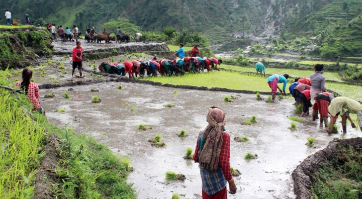 रोपाइँ महोत्सवः मास्क र सेनिटाइजर अनिवार्य, हिलो छ्याप्न नपाइने !