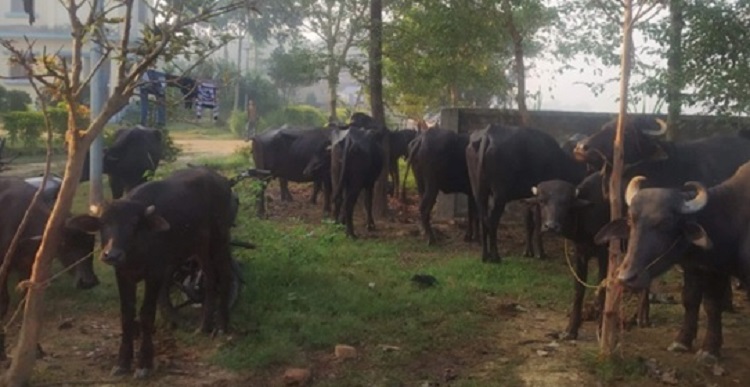 चोरेर भारत लगिएका भैँसी फिर्ता ल्यायो सशस्त्रले