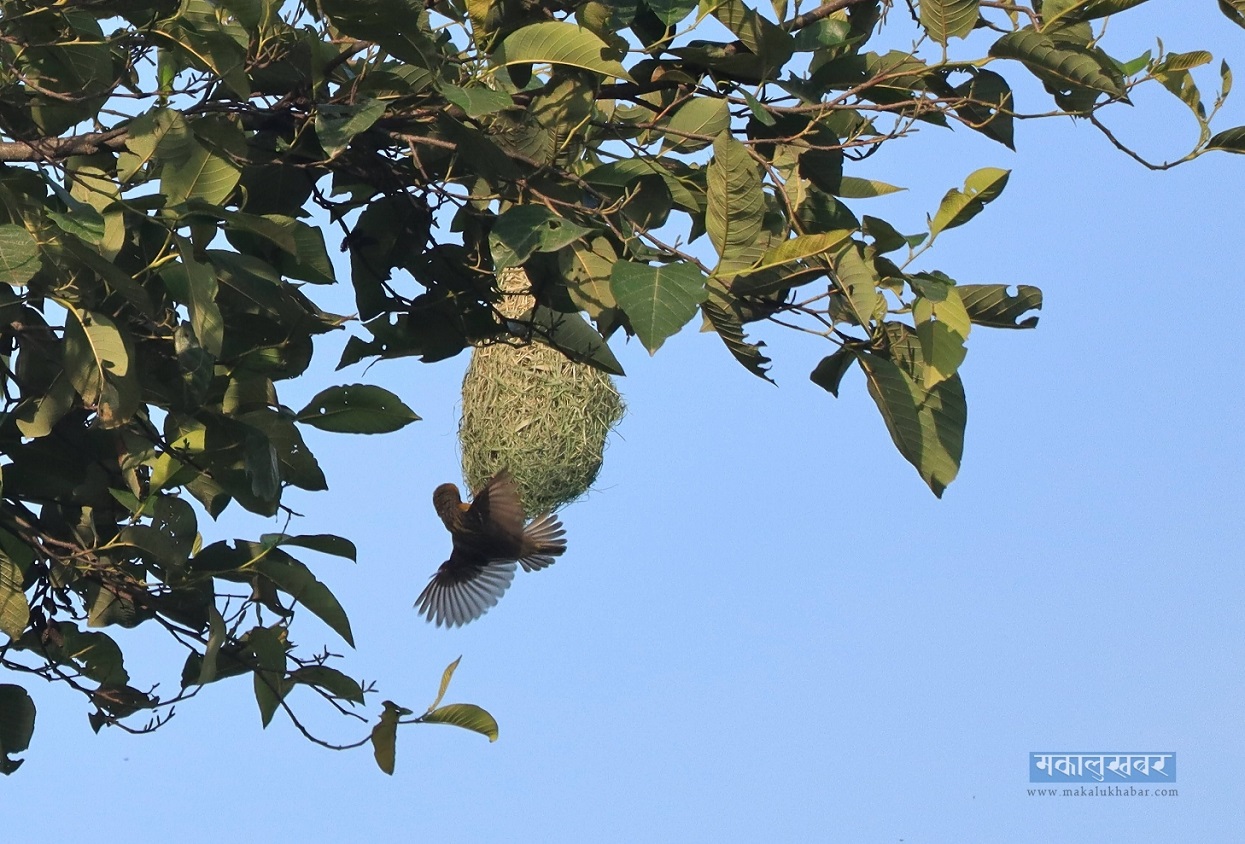 Cannon bird making nest.