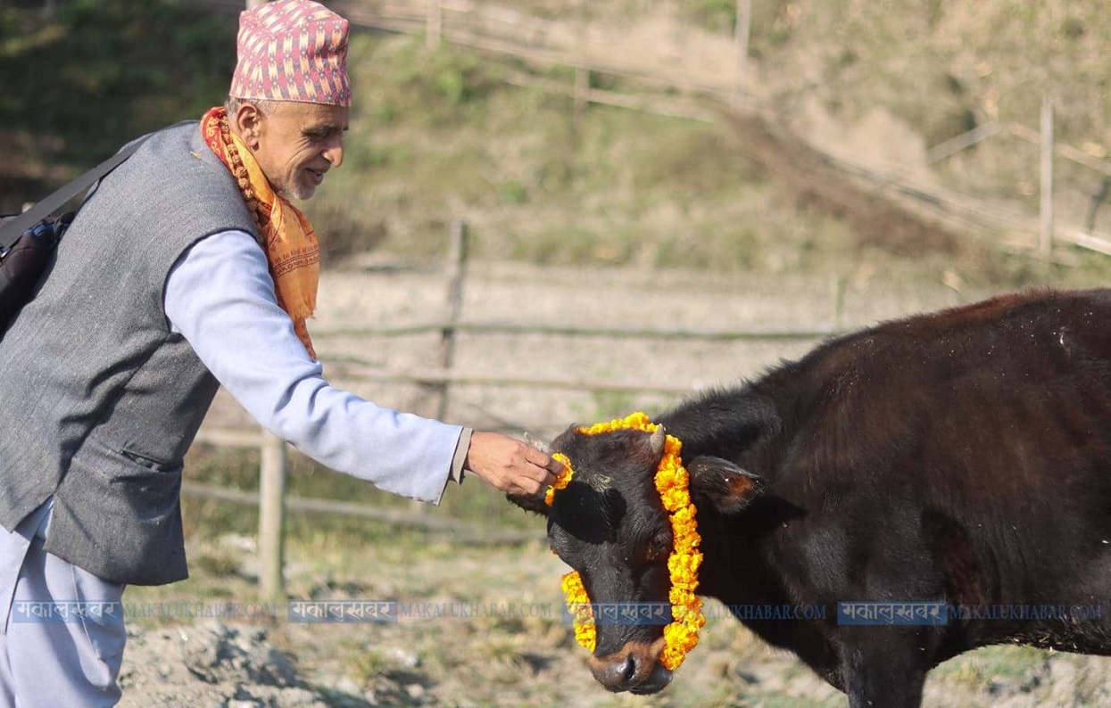 गाई, गोरु, गोवर्द्धन र हली पूजा (तस्बिरहरू)