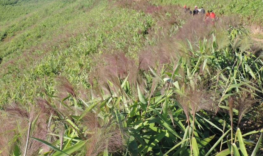 आम्दानीको बलियो स्रोत बन्दै अम्रिसो