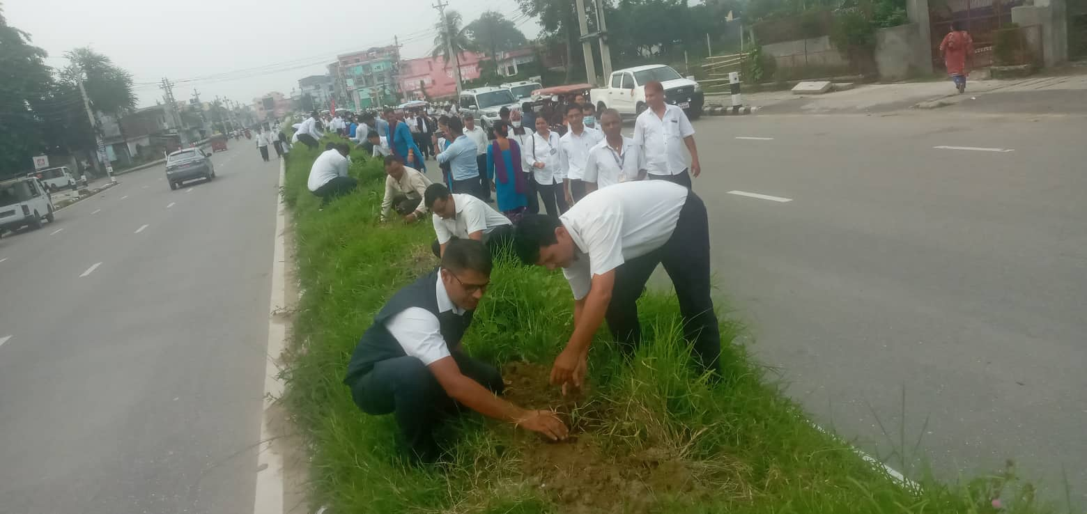 संविधान दिवस : २२ सय बिरुवा रोपियो, जनसहभागिता नबुझ्ने विराटनगर !