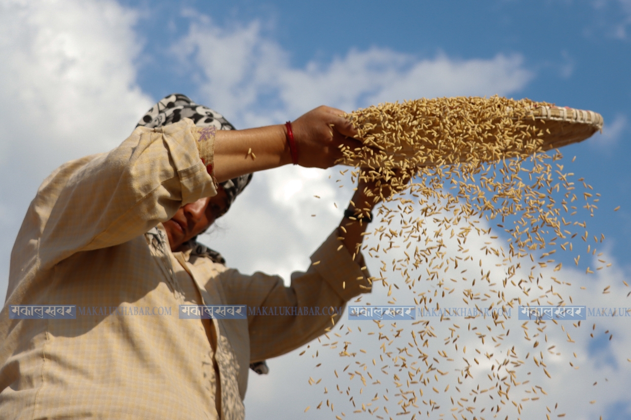 साढे दुई कट्ठा जमिनमा १४ क्विन्टल धान उत्पादन, यसरी भयो सम्भव