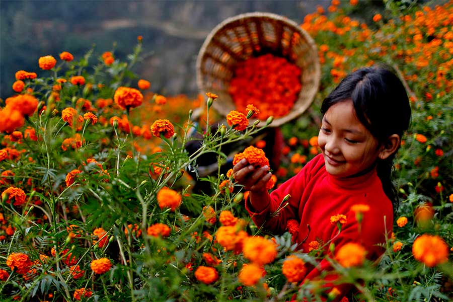 पोखरामा तिहारका लागि फूलको महोत्सव हुने