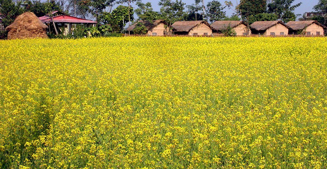 दाङमा तोरी उत्पादन घट्दो क्रममा