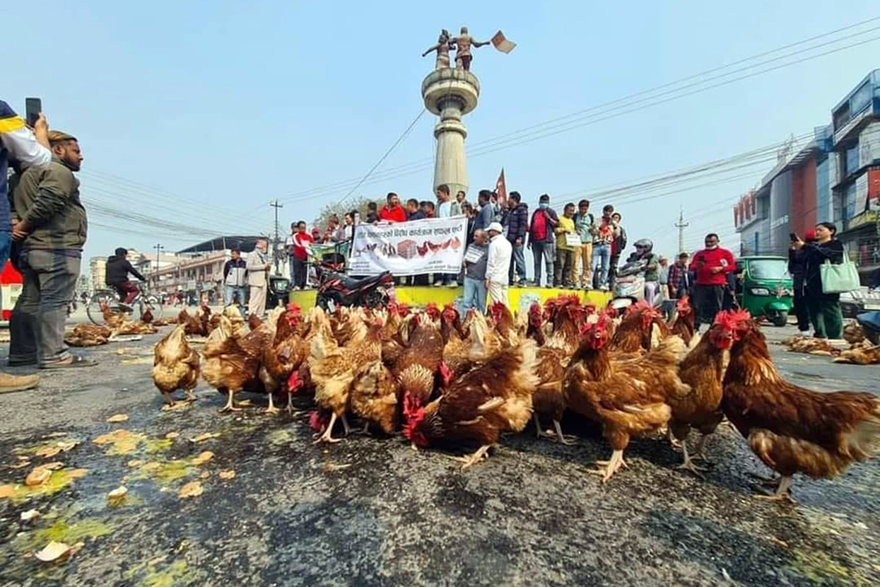 कुखुरा र अण्डा सडकमा फयाँकेर झापाका किसान आन्दोलनमा