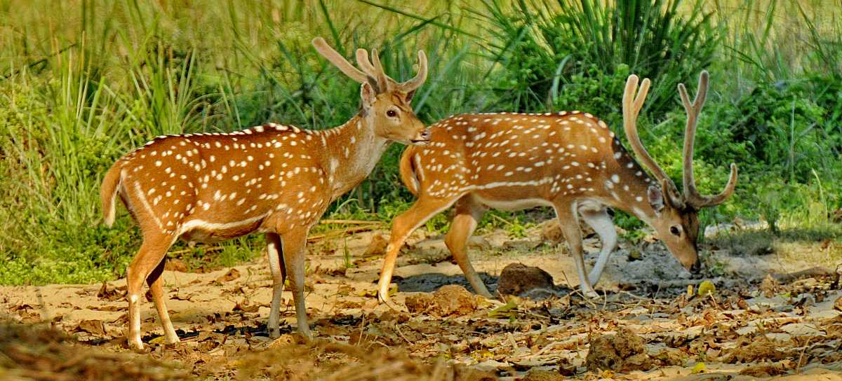 जरायो चोरी सिकारी प्रकरण : २ सांसदसहित ४९ जना दोषी ठहर