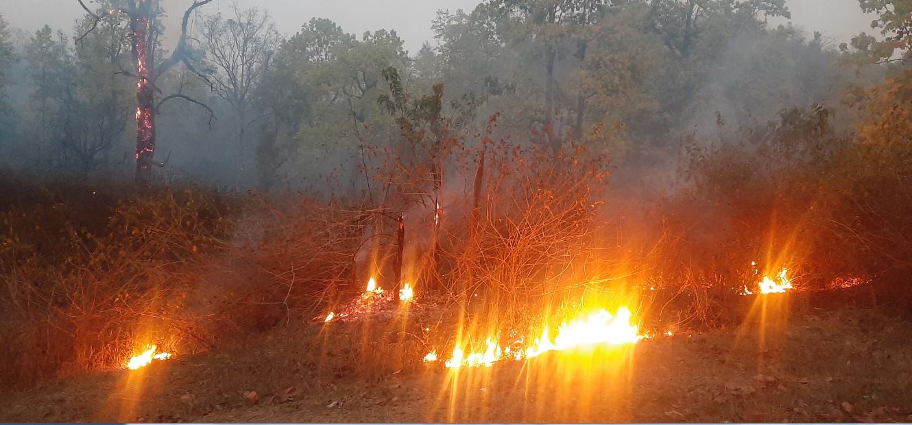 डढेलोले वन सखाप, स्वास्थ्य पनि खराब