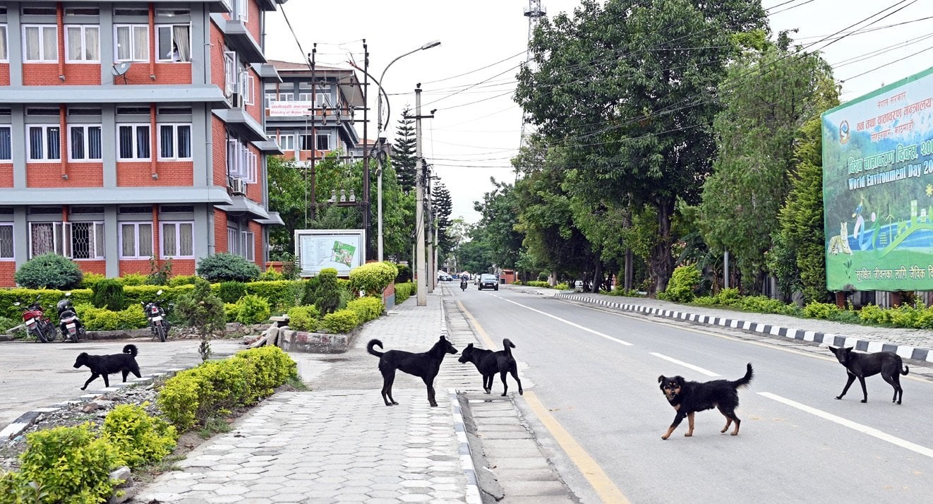 प्रमुख प्रशासनिक केन्द्र सिंहदरबारभित्र कुकुरको बिगबिगी