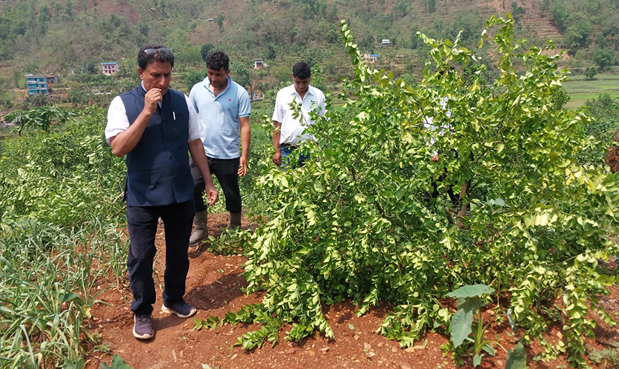 हुरीले उडायो २५ लाखको कागती बेच्‍ने सपना