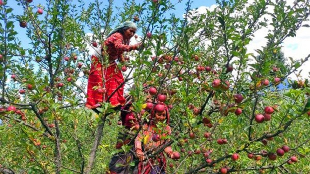 मुस्ताङको स्याउ : बढ्दो माग, पुरयाउन धौधौ