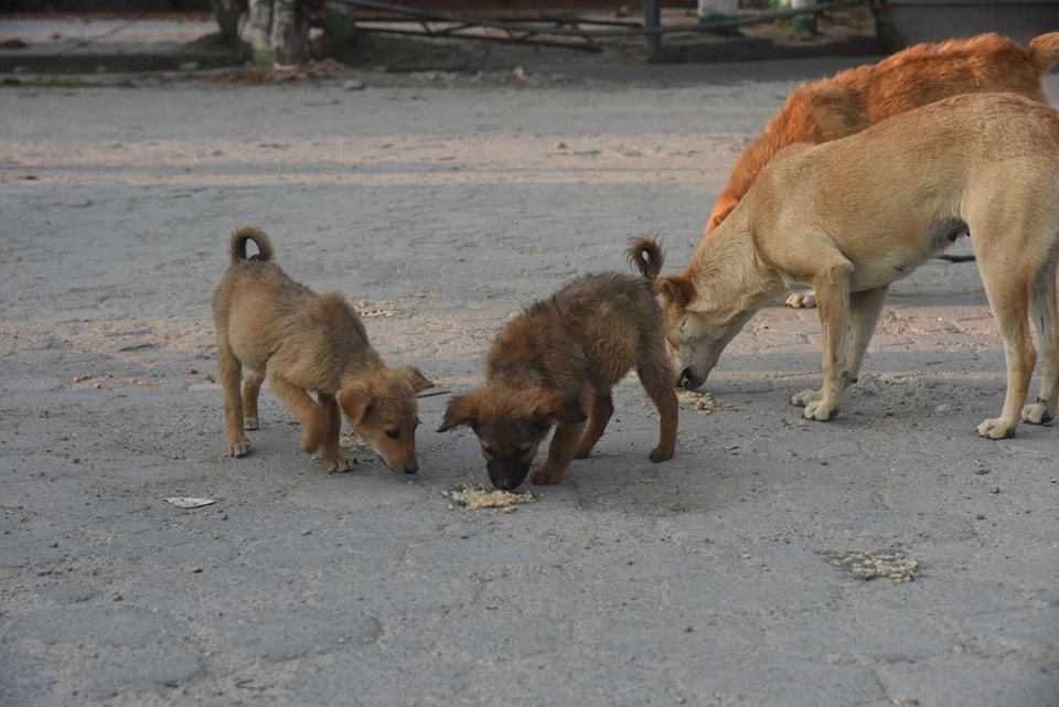 महानगरले थाल्यो कुकुर/बिरालाको बन्ध्याकरण