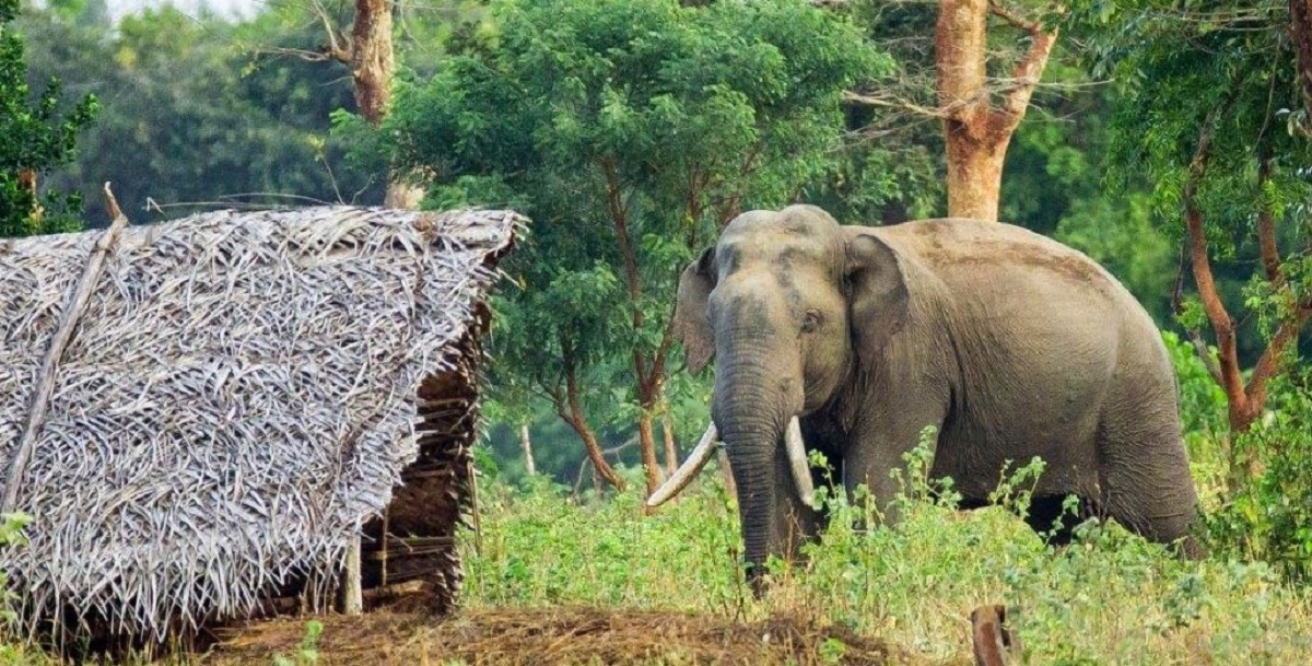 जङ्गली हात्तीले धान र केराखेती नष्ट