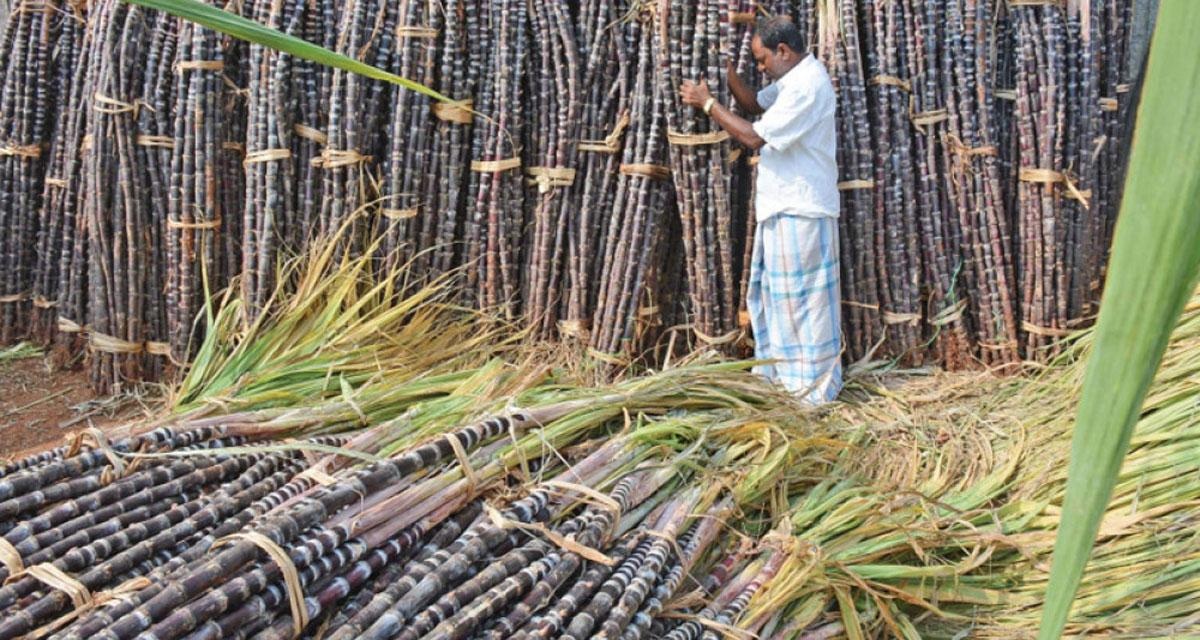 अनुदान नपाएपछि कैलालीमा उखुखेती घट्दै