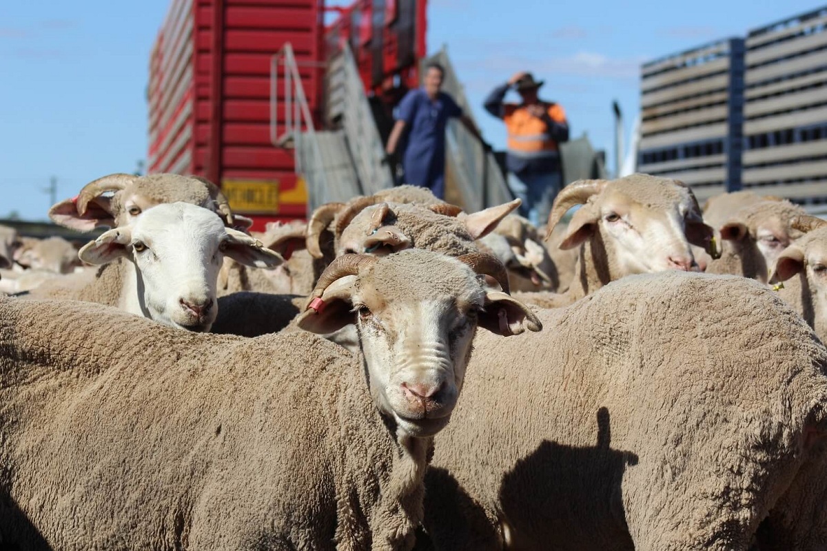 अस्ट्रेलियामा जीवित भेडा निर्यात २०२८ सम्मका लागि प्रतिबन्ध