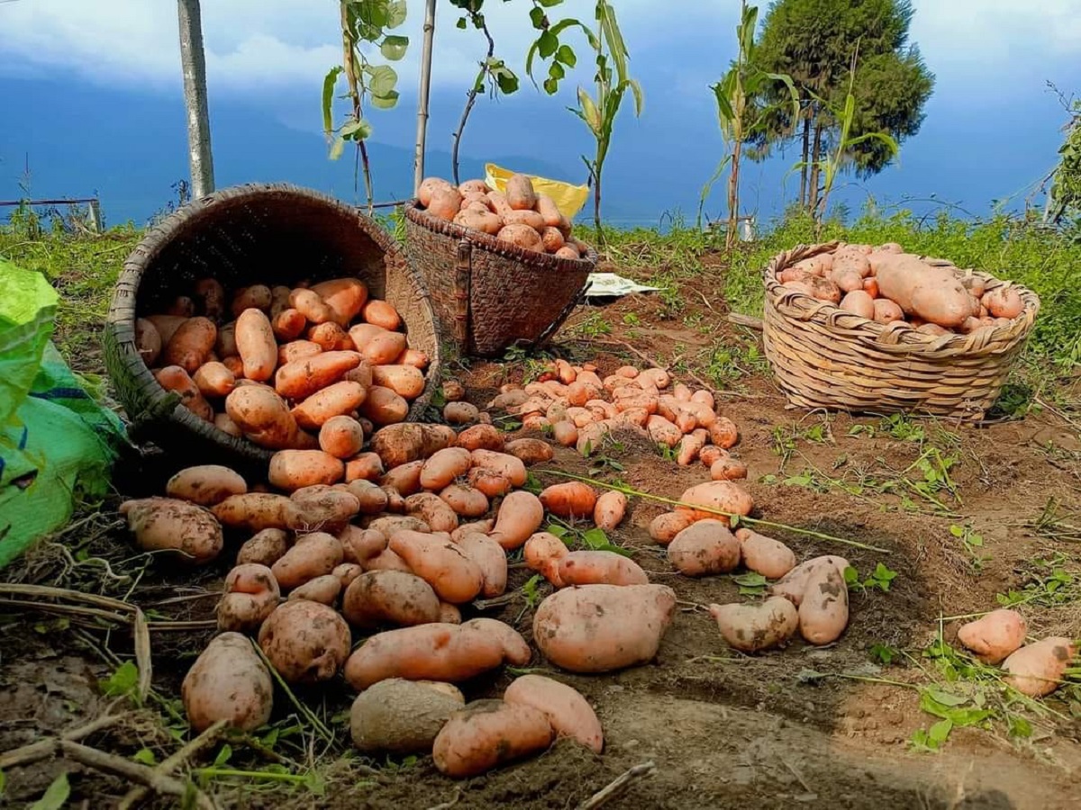 बारामा एक लाख १८ हजार मेट्रिक टनभन्दा बढी आलु उत्पादन