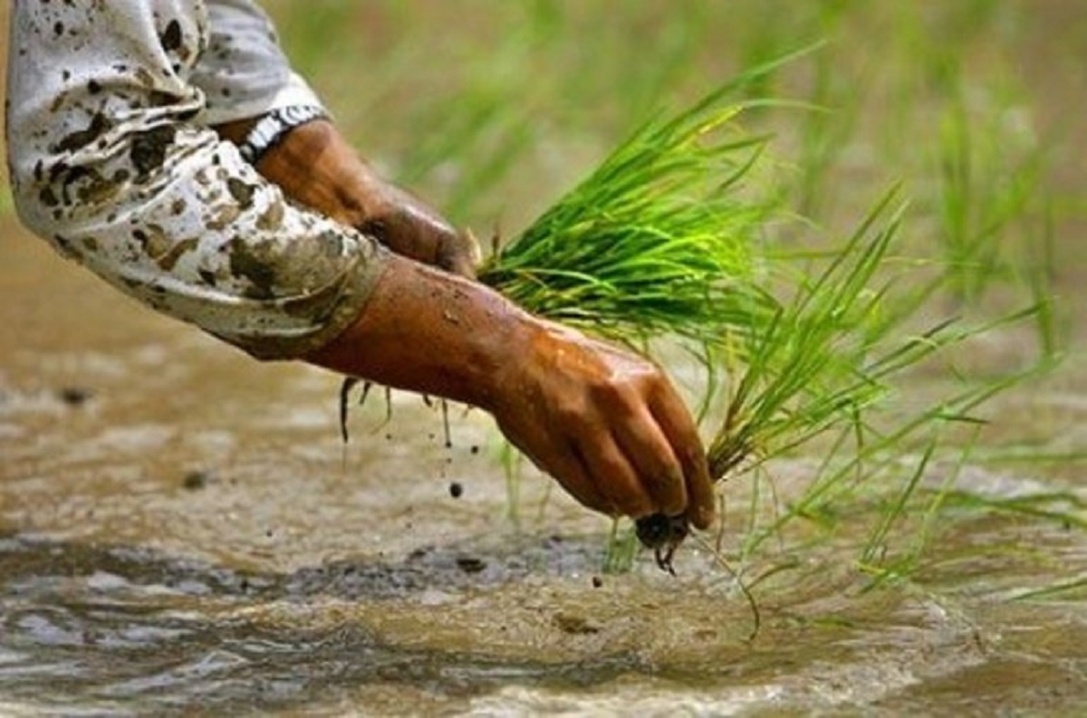 गण्डकीमा ९८ प्रतिशत रोपाइँ सम्पन्न