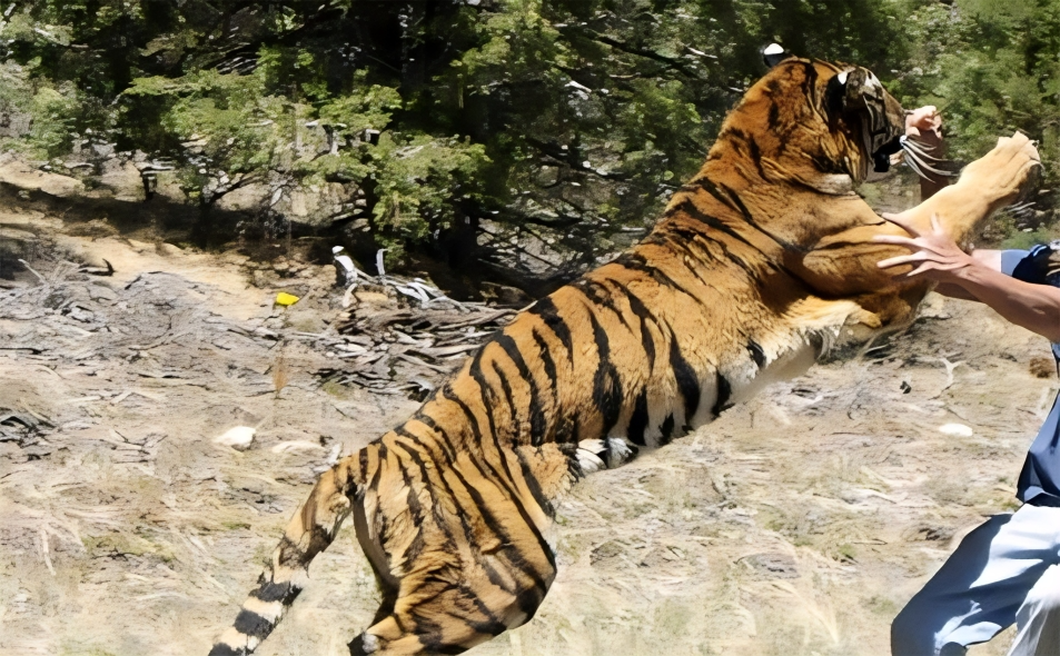 वनमा घाँस काट्न जाँदा बाघको आक्रमणबाट एकको मृत्यु