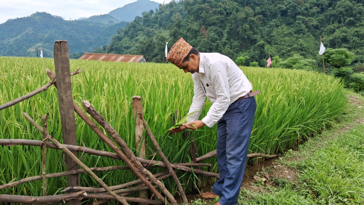 चेपाङ गाउँका खेतमा झुल्यो लहलह धान