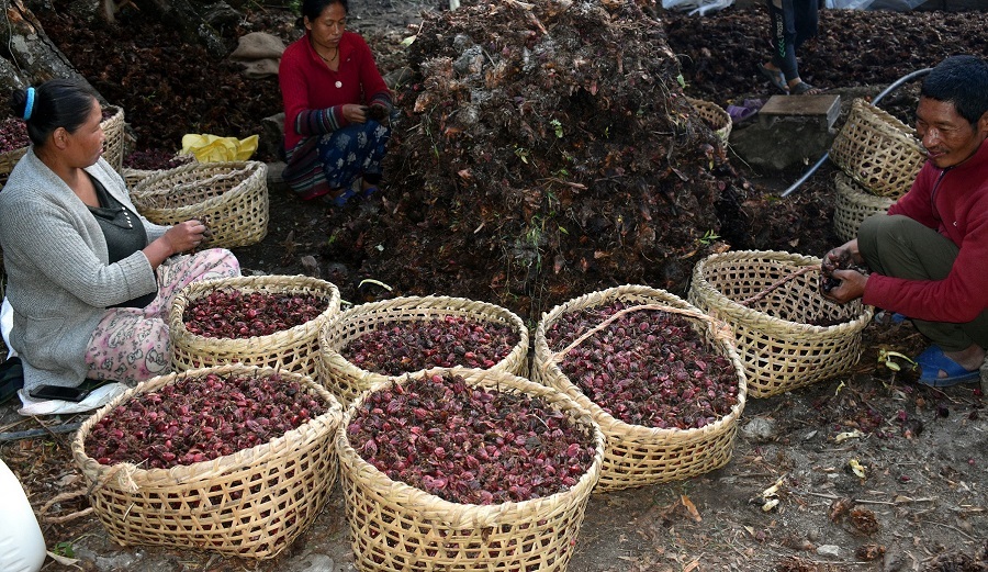 बागलुङमा उत्पादन बढेपछि आठ स्थनीय तहमा ‘अलैँची जोन’