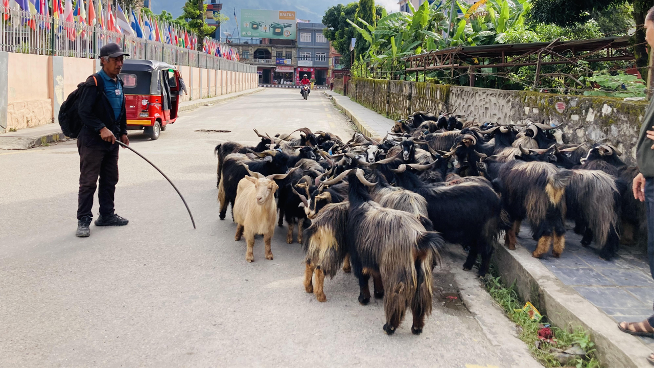 भाउ सस्तिएपछि च्याङ्ग्राको व्यापार बढ्यो