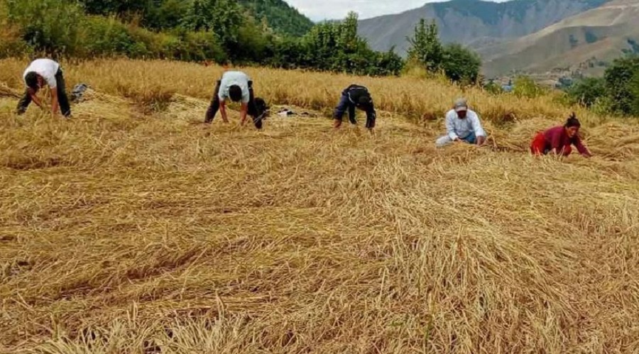 जुम्लाका किसान मार्सीधान थन्क्याउन व्यस्त