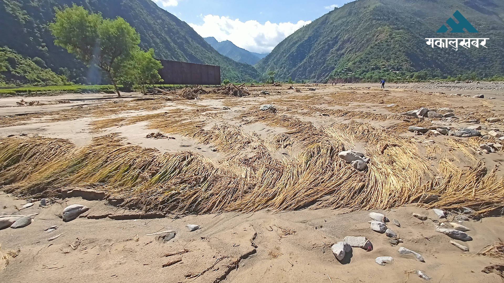 स्याहार्ने बेलाको धान बाढीले लग्यो, अब के गर्ने ?