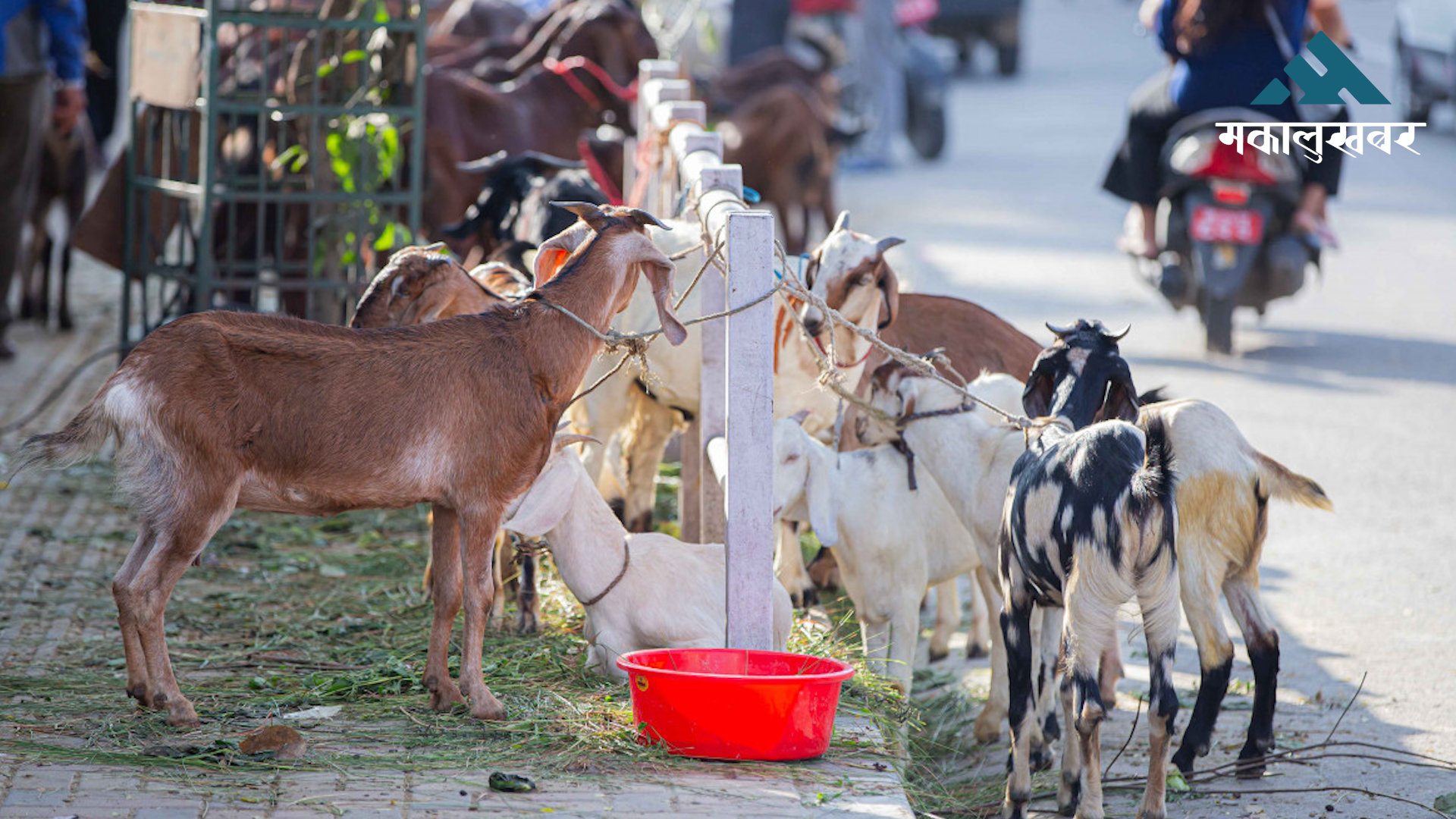 काठमाडौंका लागि खसीबोका किनमेल (तस्बिरहरु)