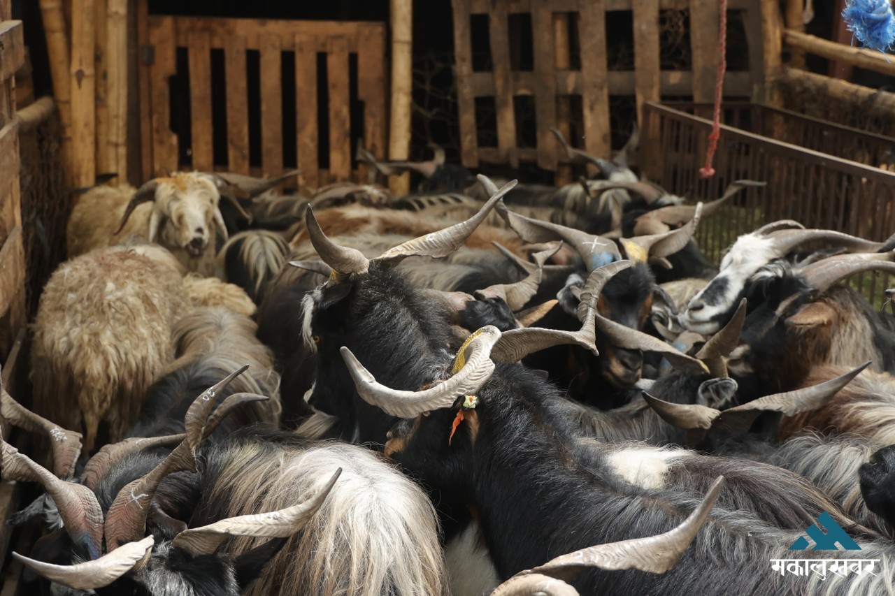 काठमाडौँ आइपुगे मुस्ताङका च्याङ्ग्रा (तस्बिरहरु)