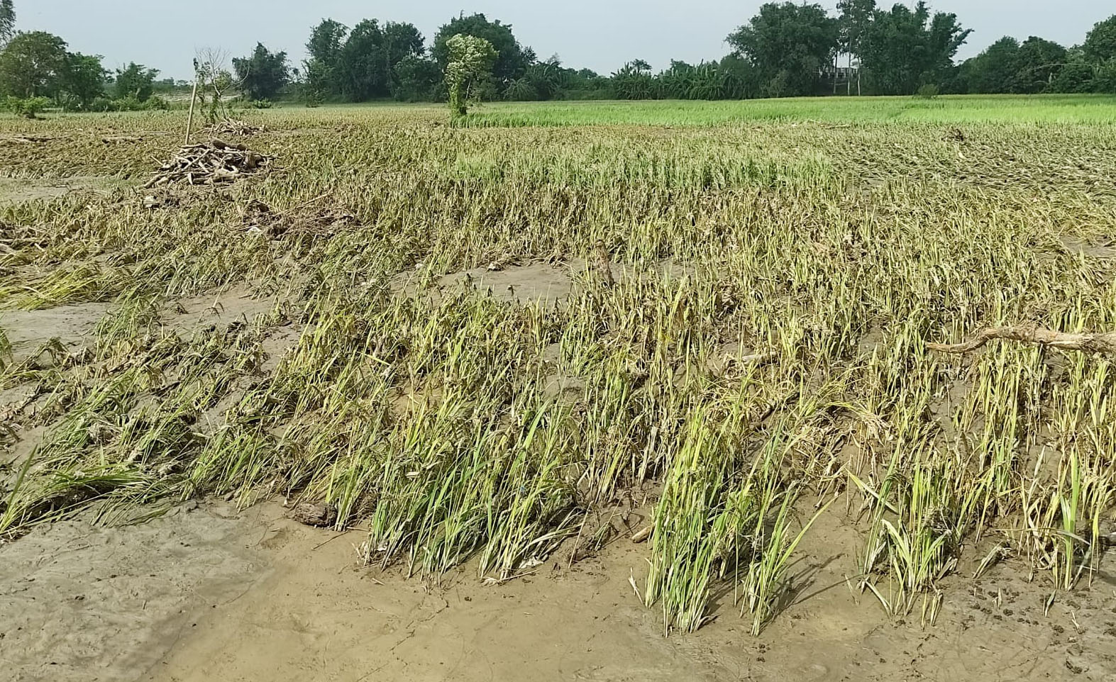 स्याहार्ने बेलाको धान बाढीले लग्यो, अब के गर्ने ?