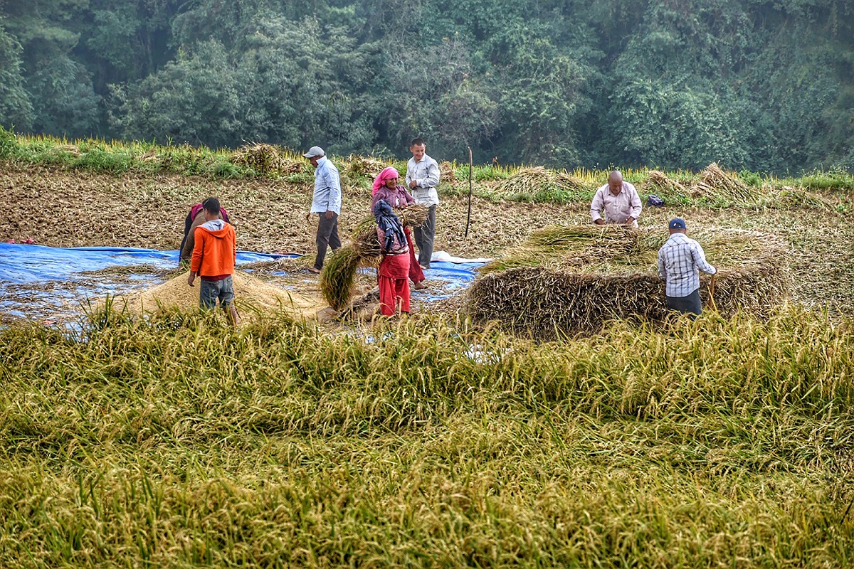 धान भित्र्याउने चटारो