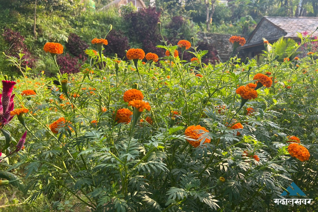 ढकमक्क फुलेका सयपत्री (तस्बिरहरू)