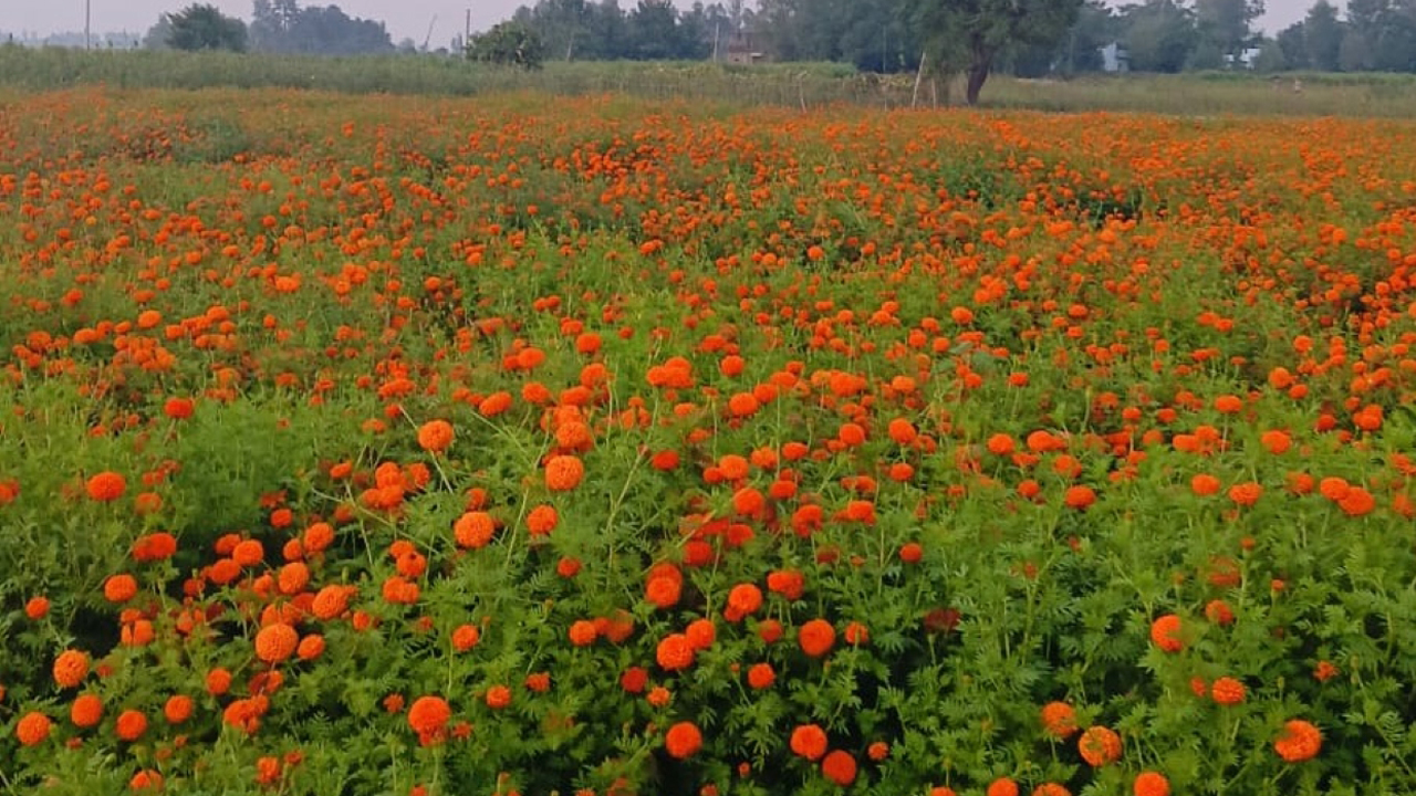 बाँकेमा व्यावसायिक फूलखेती फस्टाउँदै