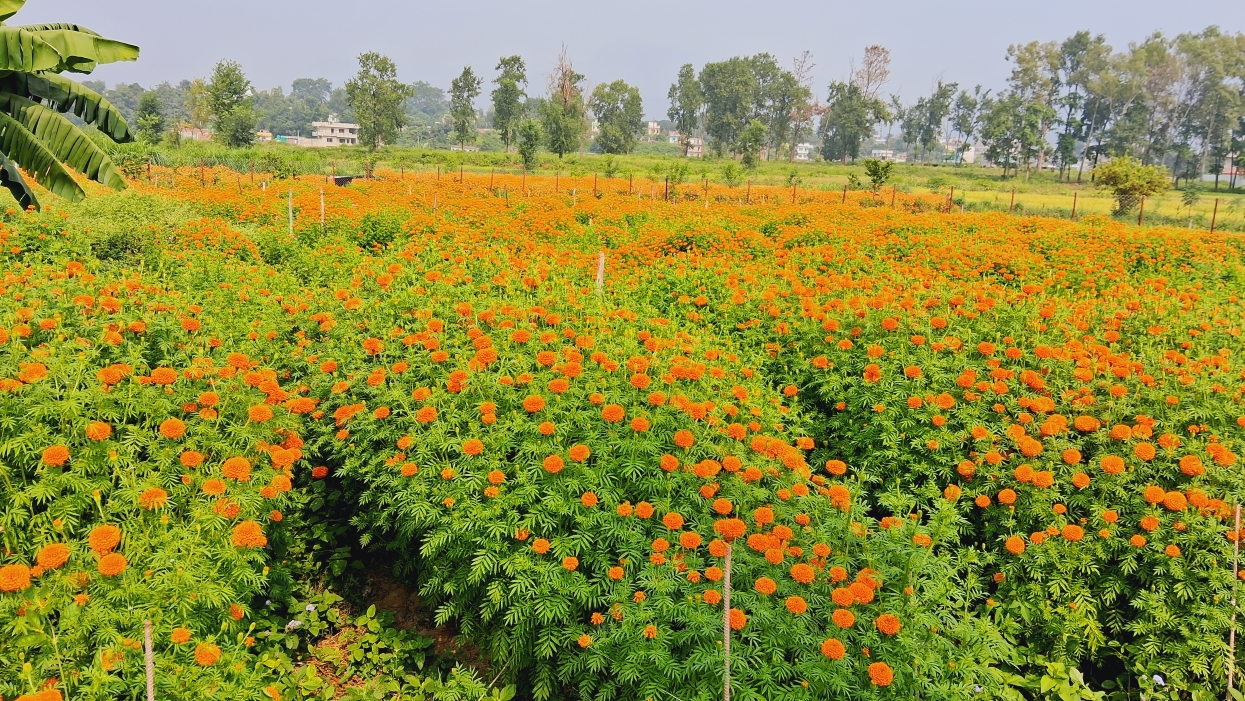 तिहारका लागि फूल तयार