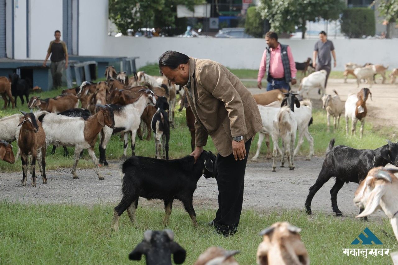 खाद्यले थाल्यो सस्तो मूल्यमा खसीबोका बेच्न (तस्बिरहरू)