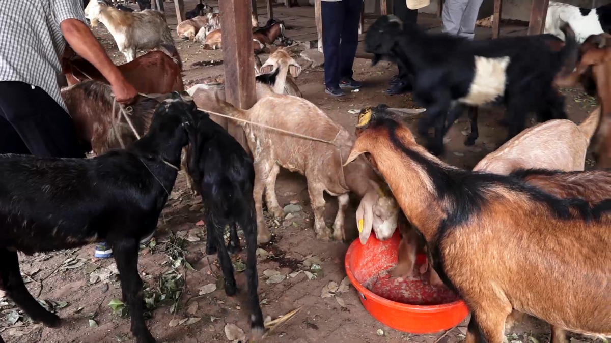 खाद्य कम्पनीबाट खसीबोका र च्याङ्ग्राको विक्री सुरु