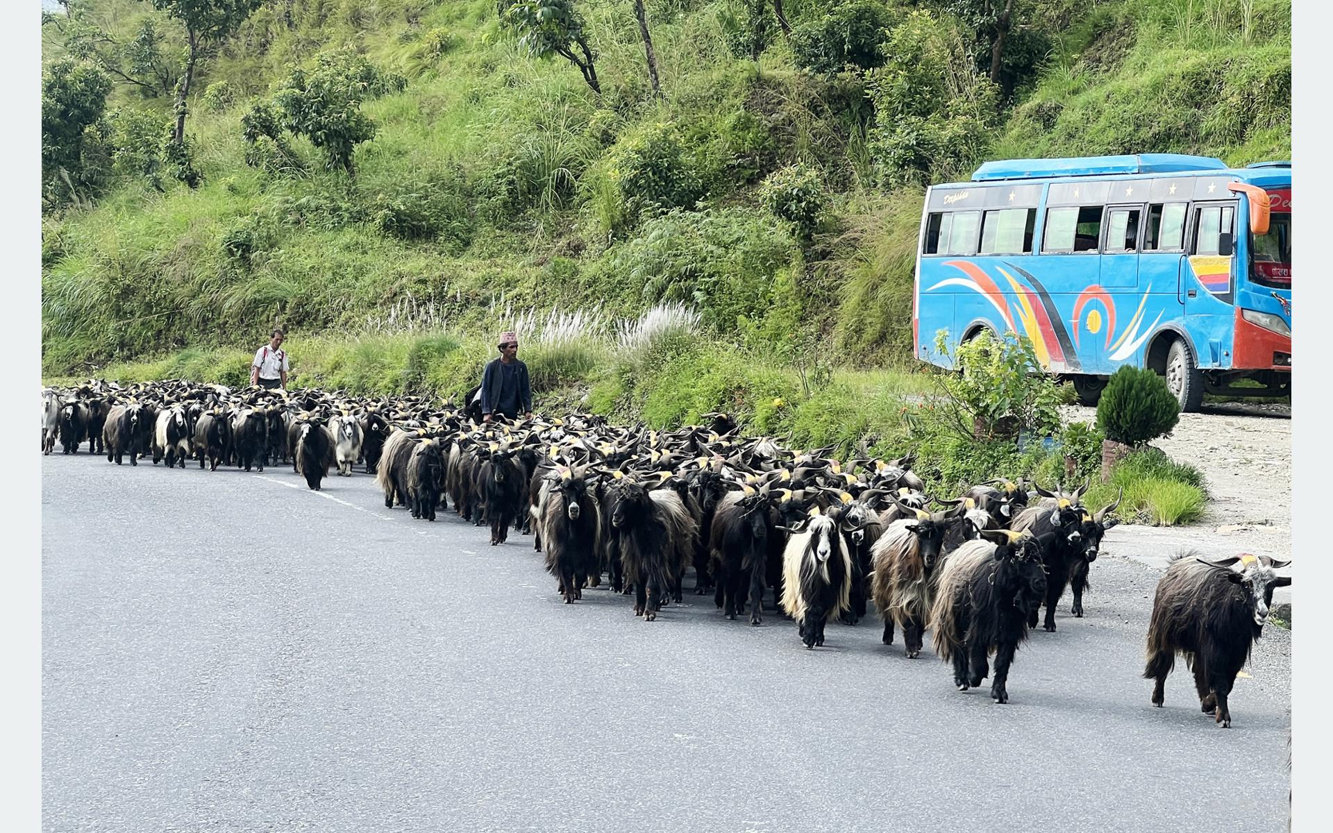 रारादेखि फेवा तालसम्मको यात्रा