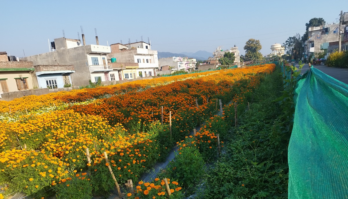 ढकमक्क फुल्न थाले तिहार लक्षित सयपत्री