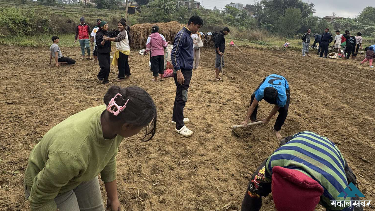 कर्मदा माविको छात्रावासमा बस्ने विद्यार्थीद्वारा तरकारी खेती (तस्बिरहरू)