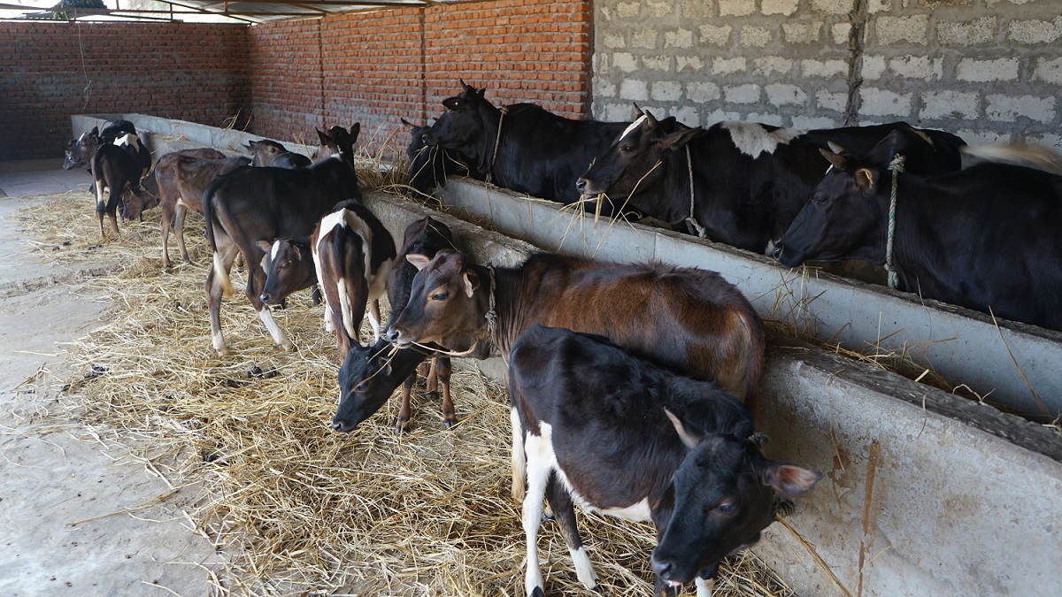 स्थानीय गाई पाल्ने चलन हराउँदै