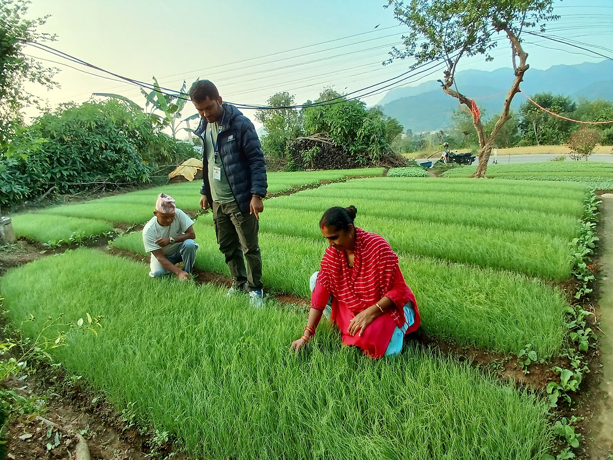 प्याजका बिरुवा बेचेर डेढ लाख कमाइ