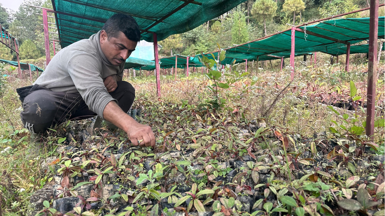 तीनजुरे रातपोखरी सामुदायिक वनमा २८ हजार गुराँसका बिरुवा हुर्काइँदै