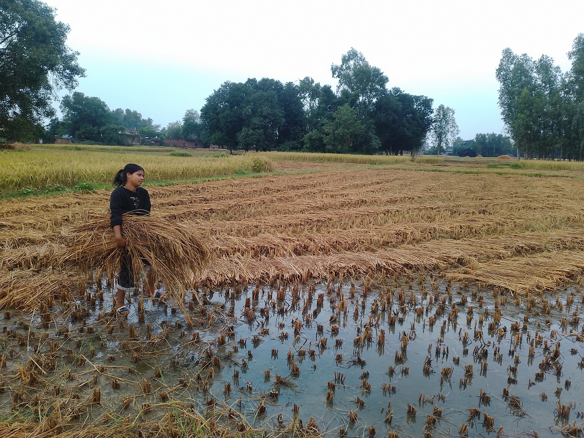 बेमौसमी वर्षाले पर्वतमा धानबालीमा क्षति