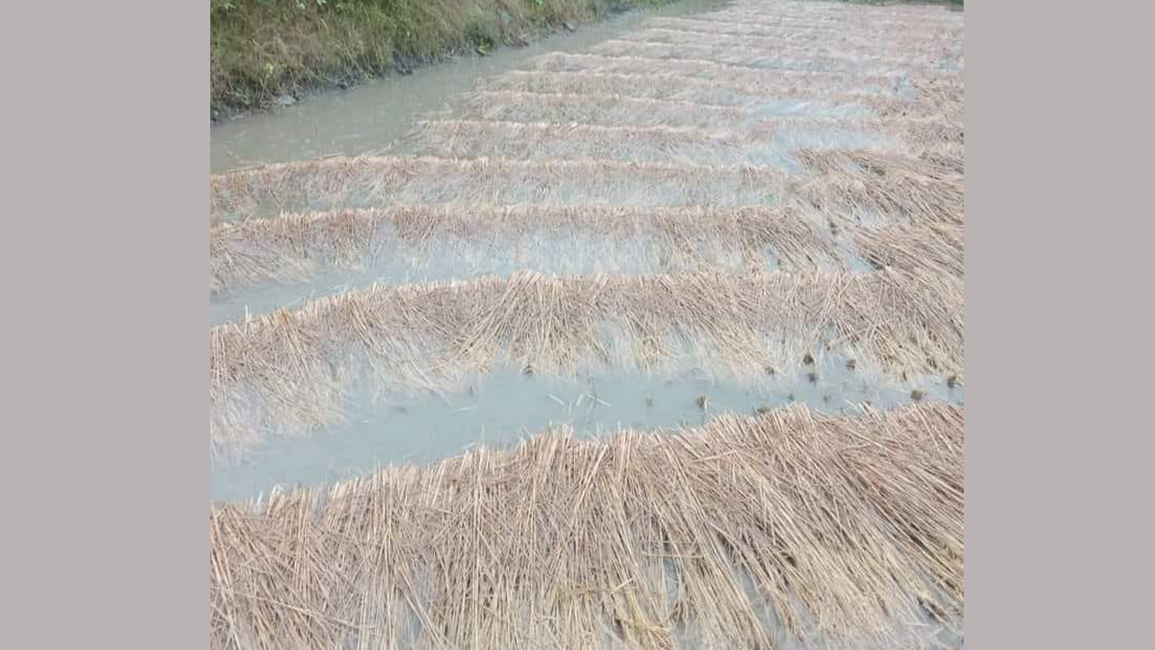 तनहुँ र म्याग्दीमा भित्र्याउने बेलाको धानबालीमा वर्षाले क्षति