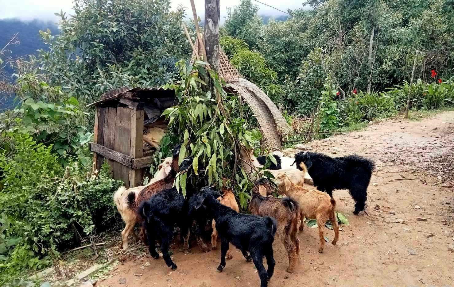 प्रहरी सेवाबाट निवृत्त भएपछि बाख्रापालन, वर्षको १५ लाख कमाई