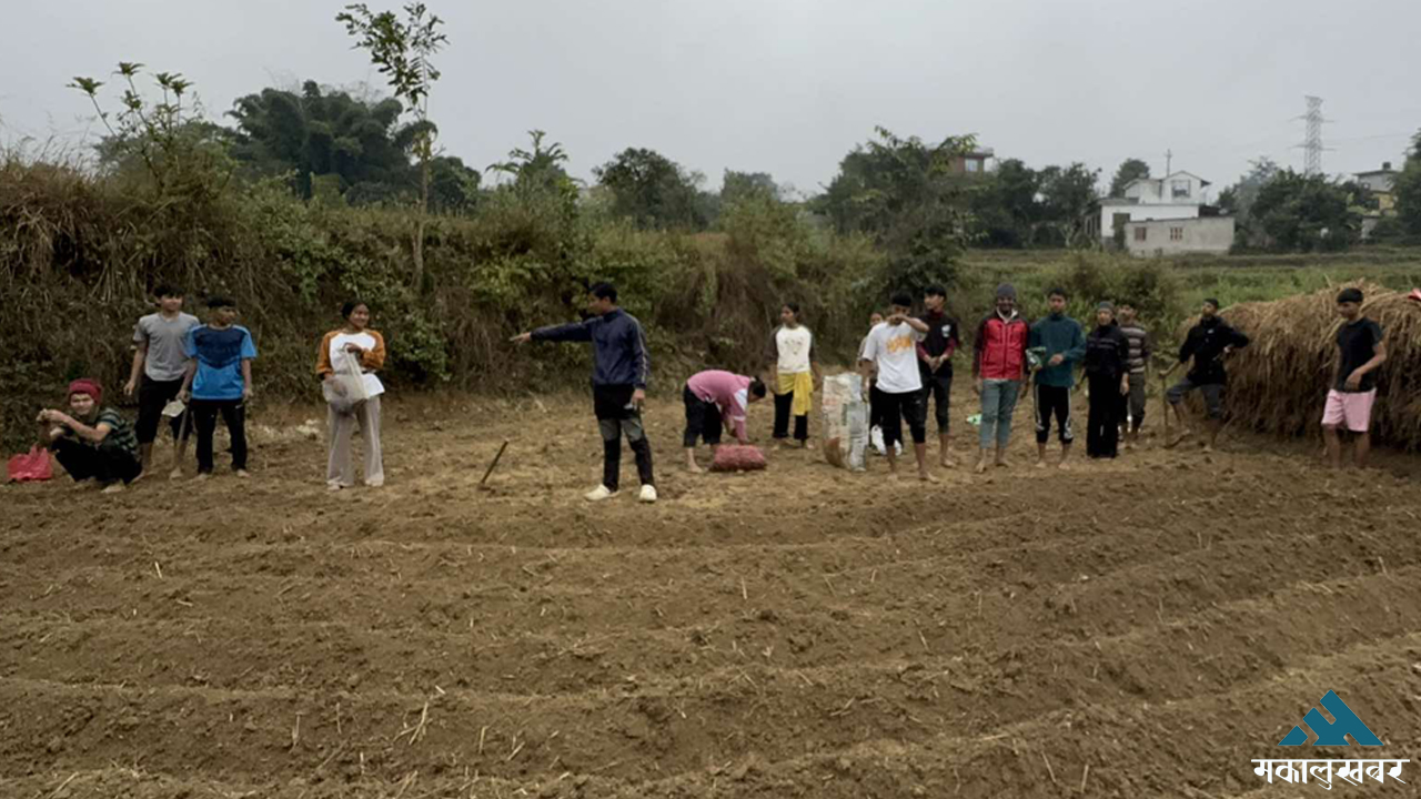 कर्मदा माविको छात्रावासमा बस्ने विद्यार्थीद्वारा तरकारी खेती (तस्बिरहरू)