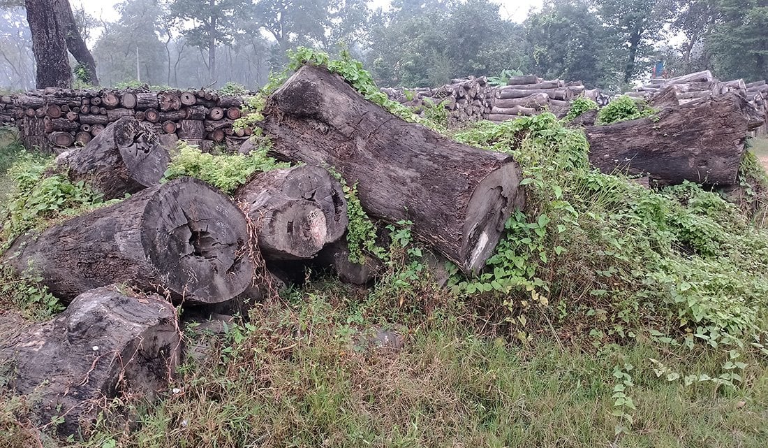 सड्दै करोडौं मूल्यका बहुमूल्य सालका काठ