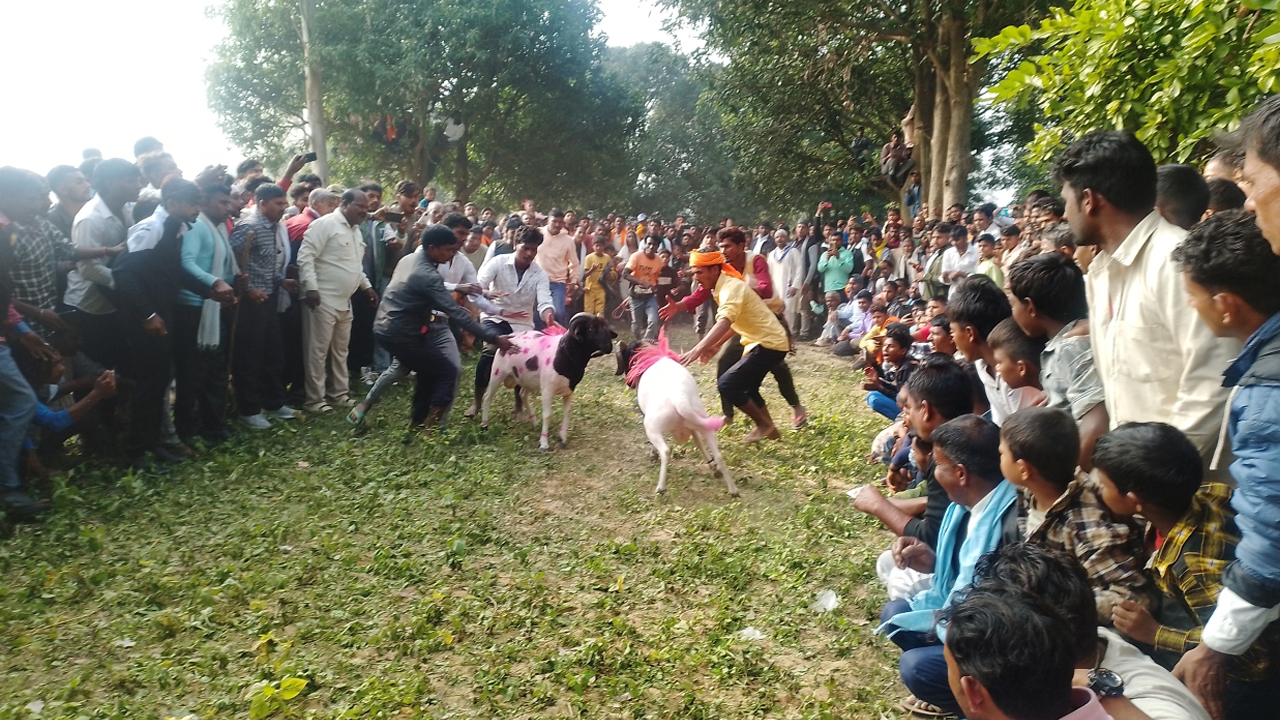 गुरुवागाउँ मेलामा भेडा जुधाइको रौनक