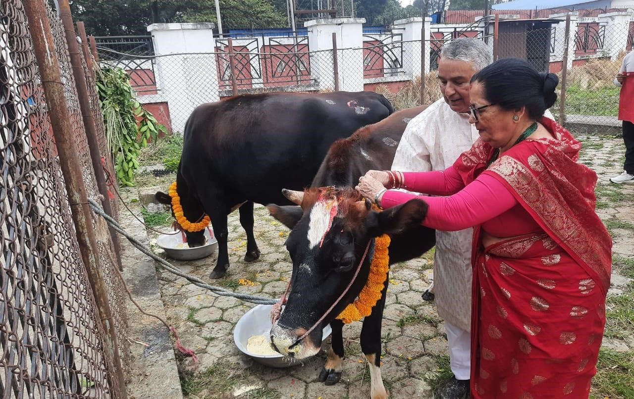 राष्ट्रपति रामचन्द्र पौडेलले गरे गाई पूजा